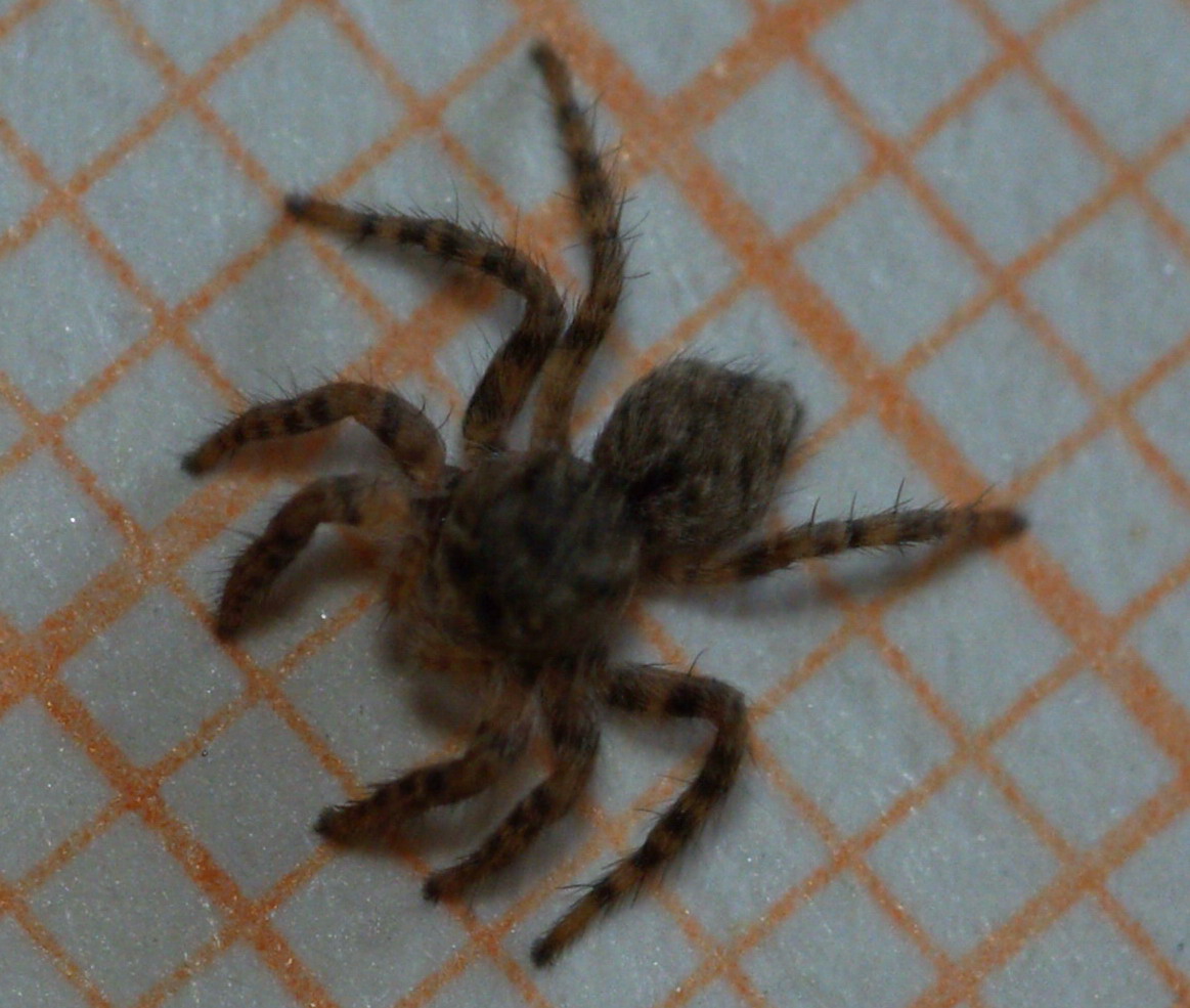 Salticidae mignon