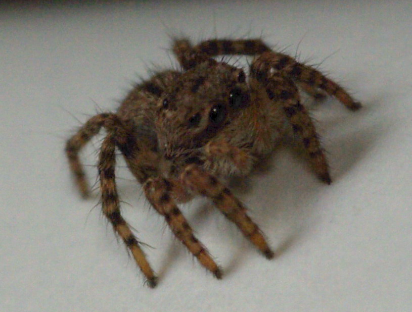 Salticidae mignon