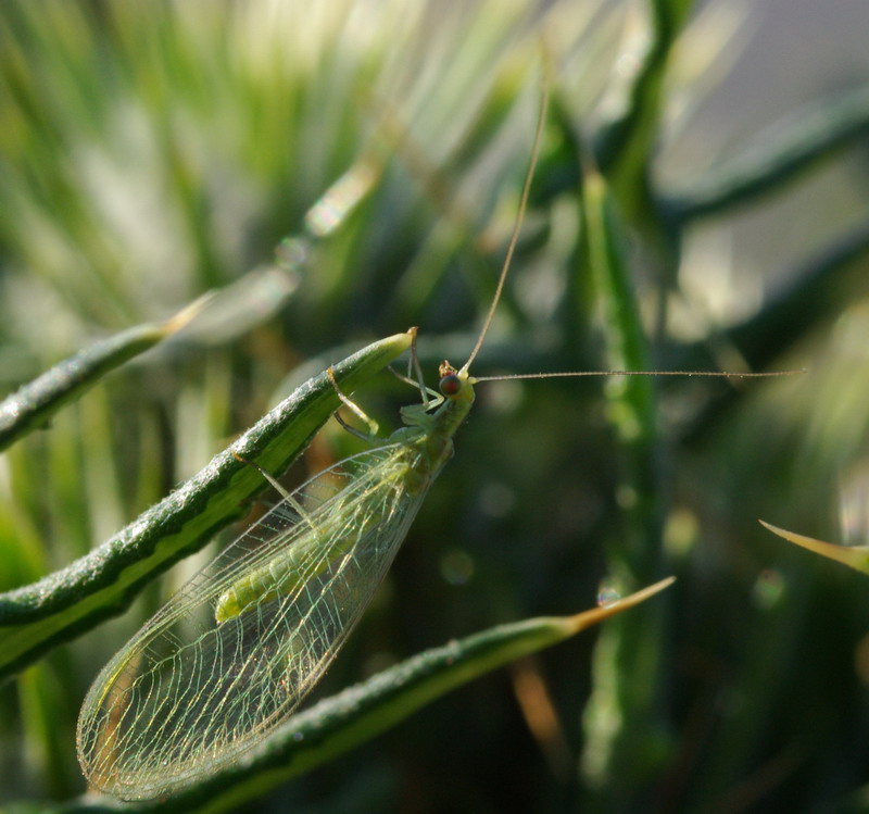 Chrysoperla lucasina