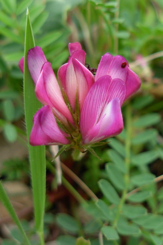 Sulla capitata (=Hedysarum glomeratum) / Sulla glomerata
