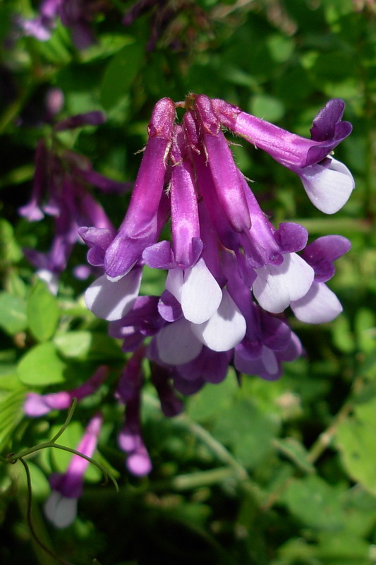 Leguminose.- Lathyrus sp.e Vicia cfr. villosa