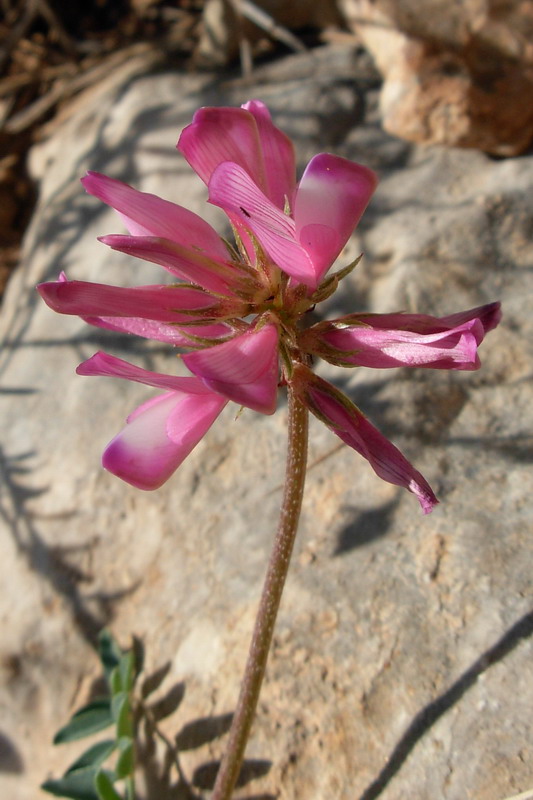 Sulla capitata (=Hedysarum glomeratum) / Sulla glomerata