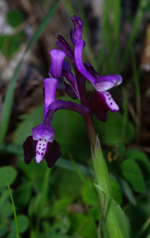 Anacamptis longicornu / Orchide cornuta