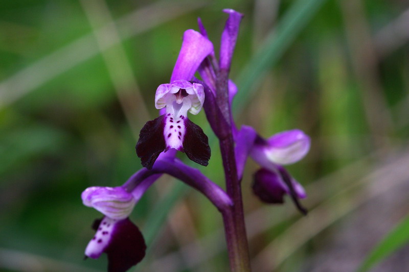 Anacamptis longicornu / Orchide cornuta