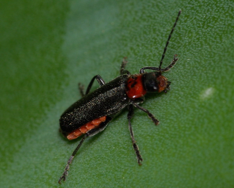 Cantharis praecox