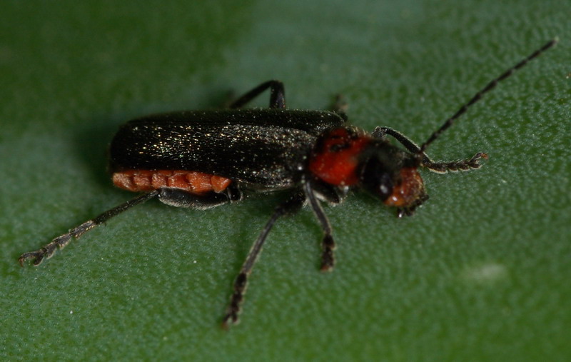 Cantharis praecox