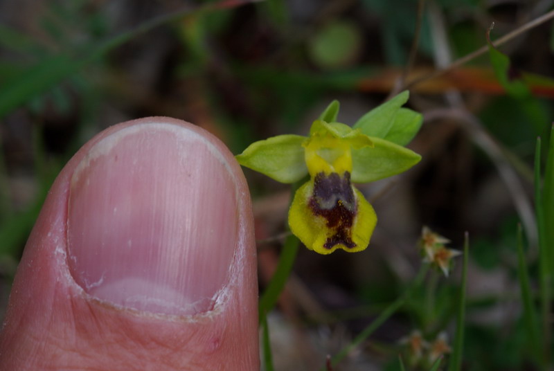 Ophrys .... Bottino di orchidee