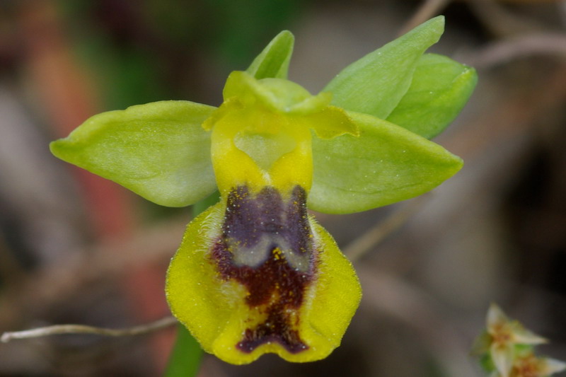 Ophrys .... Bottino di orchidee