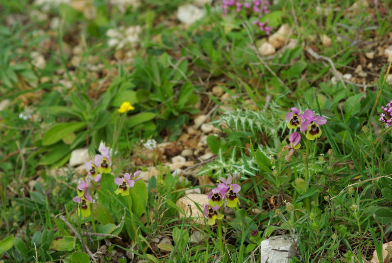 Ophrys .... Bottino di orchidee