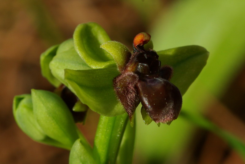 Ophrys .... Bottino di orchidee