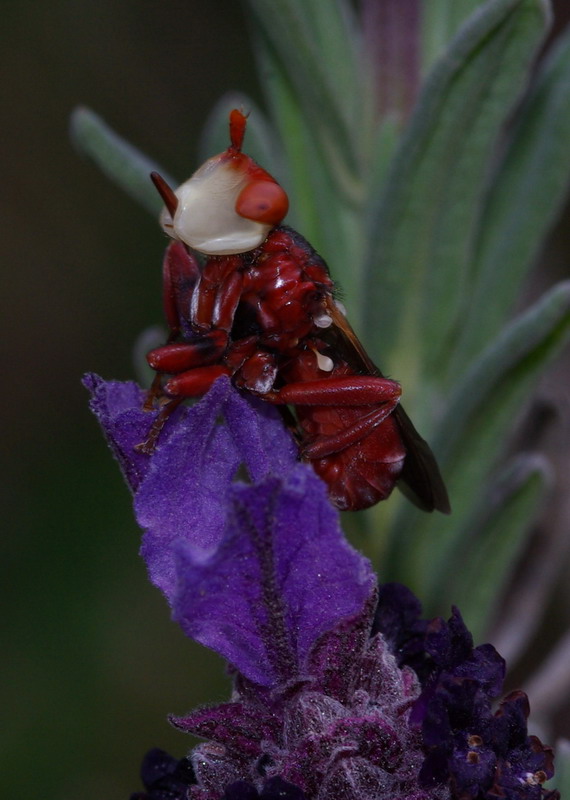 Dittero dalla faccia di clown: Myopa dorsalis (Conopidae)