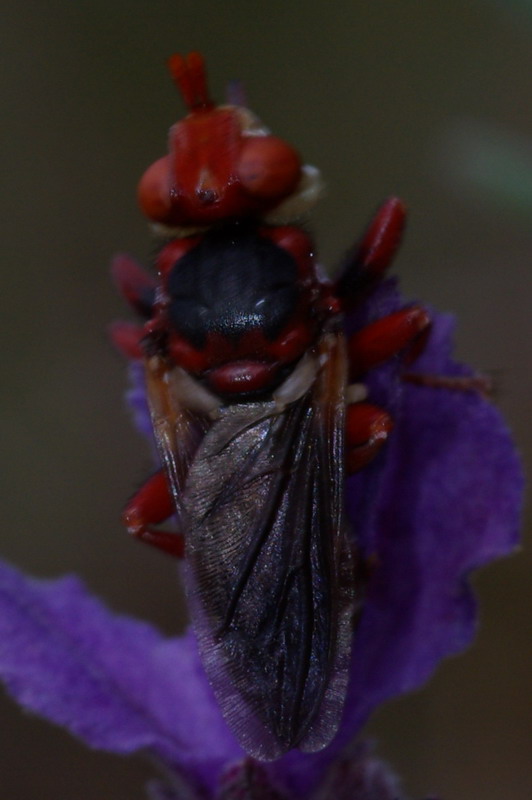 Dittero dalla faccia di clown: Myopa dorsalis (Conopidae)