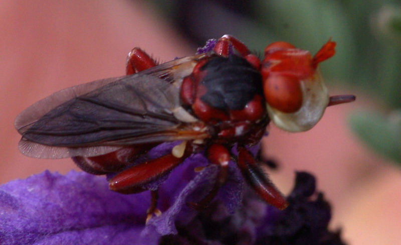 Dittero dalla faccia di clown: Myopa dorsalis (Conopidae)