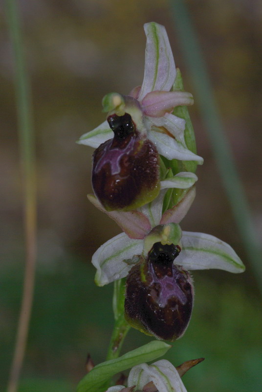 Ophrys Sphegodes ?