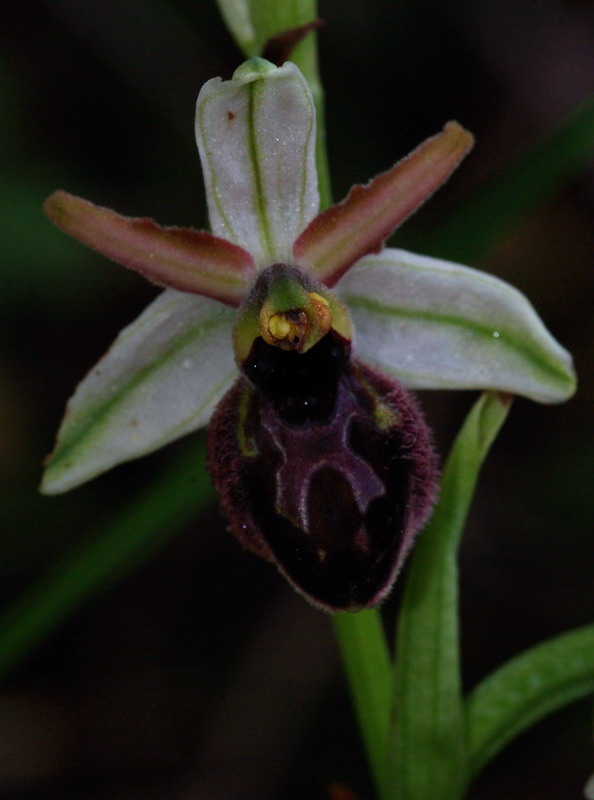 Ophrys panormitana