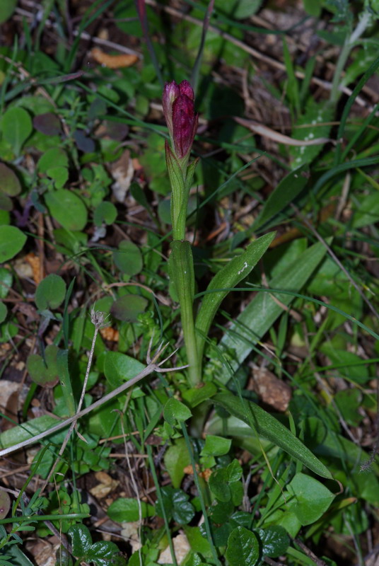 Orchis papilionacea
