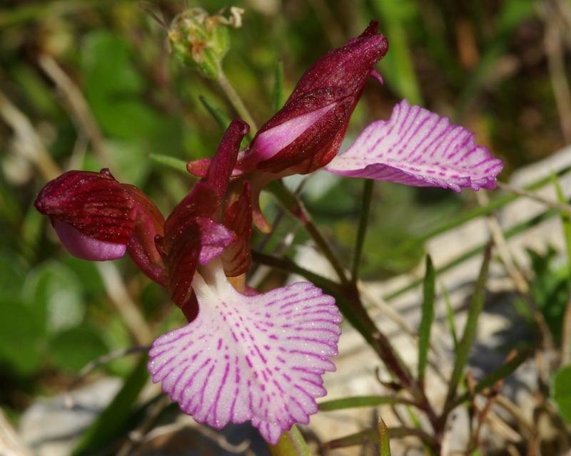 Orchis papilionacea