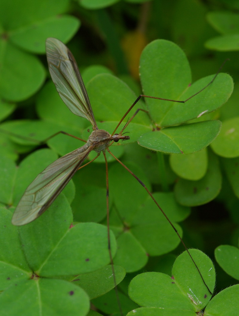Tipulide
