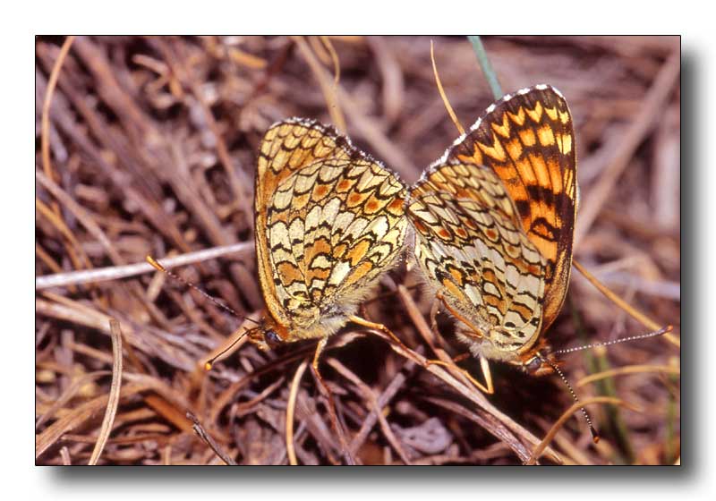 Nymphalidae Melitaea phoebe