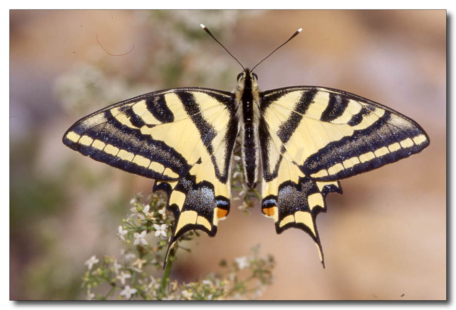 Papilio alexanor