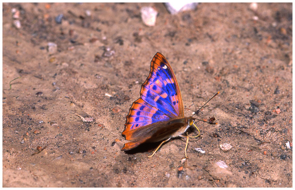 Apatura ilia f. clytie femmina