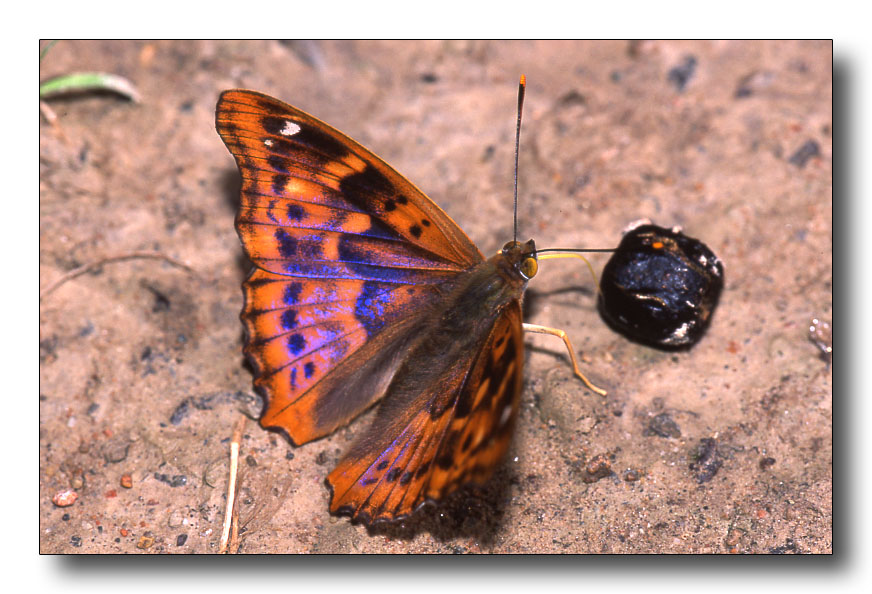 Apatura ilia f. clytie femmina