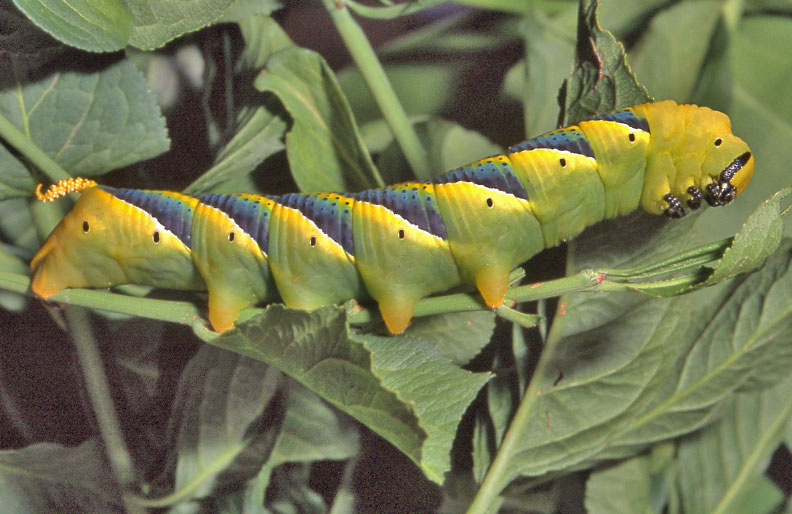 Acherontia atropos