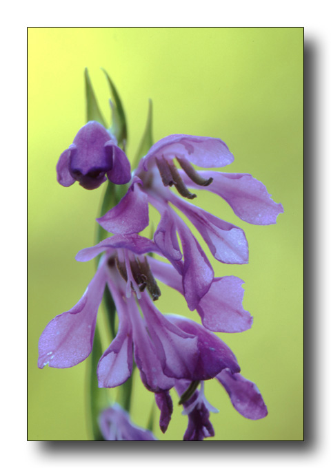 Gladiolus imbricatus / Gladiolo piemontese
