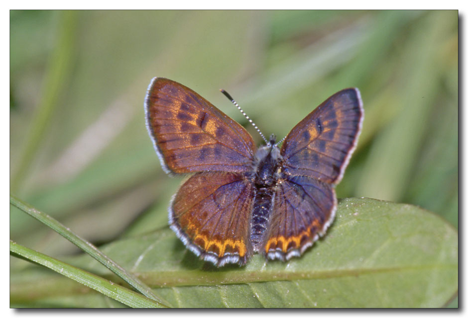 Lycaena helle