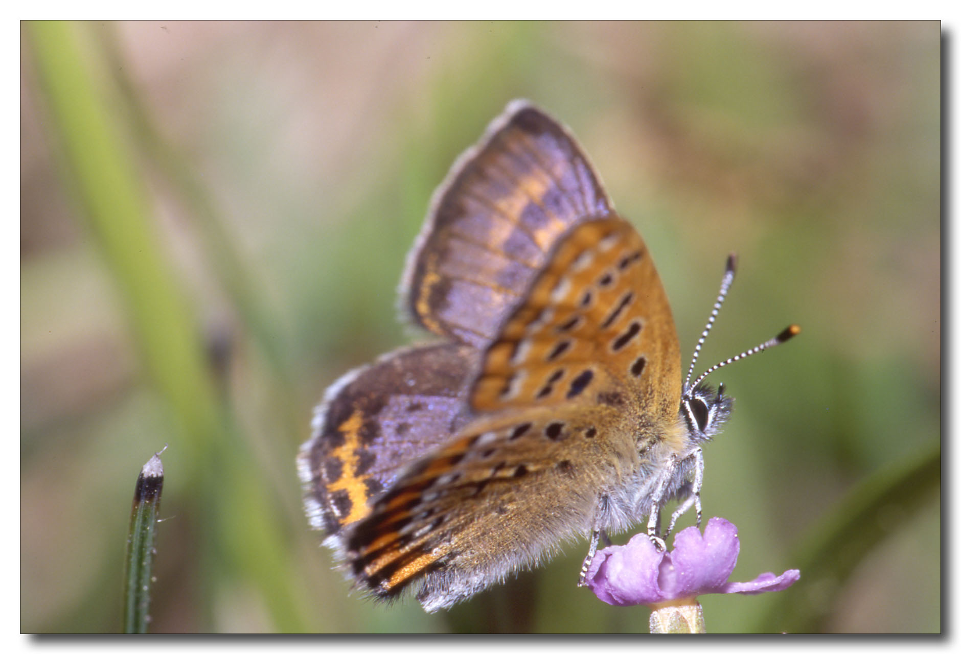 Lycaena helle