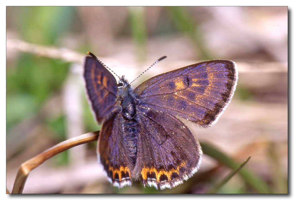 Lycaena helle