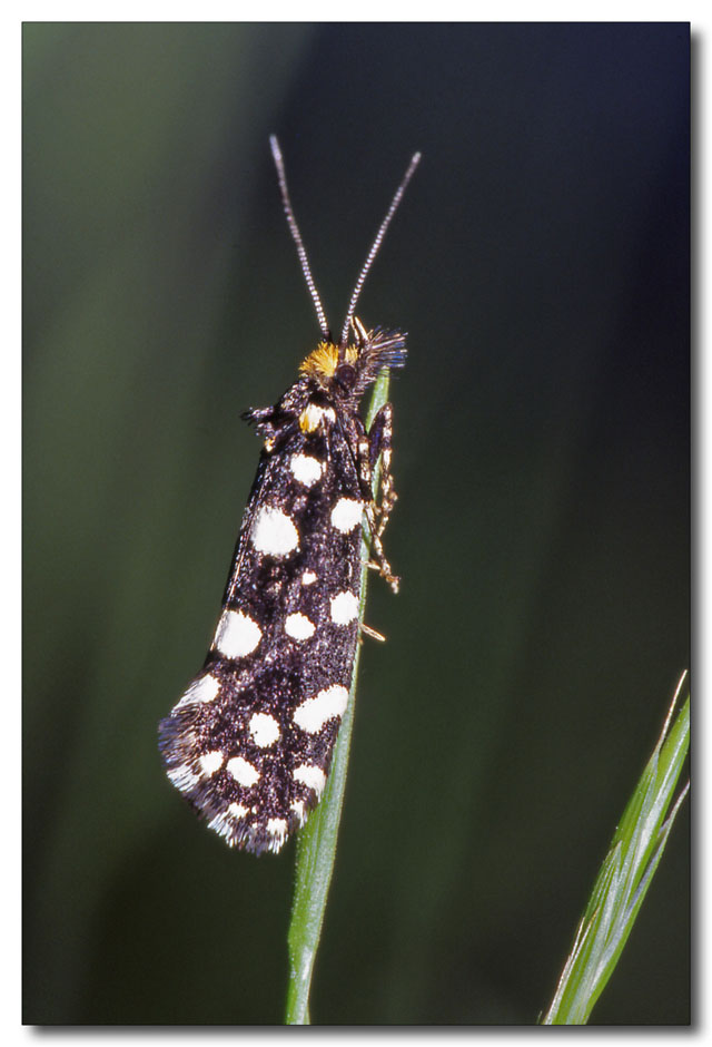 Euplocamus anthracinalis