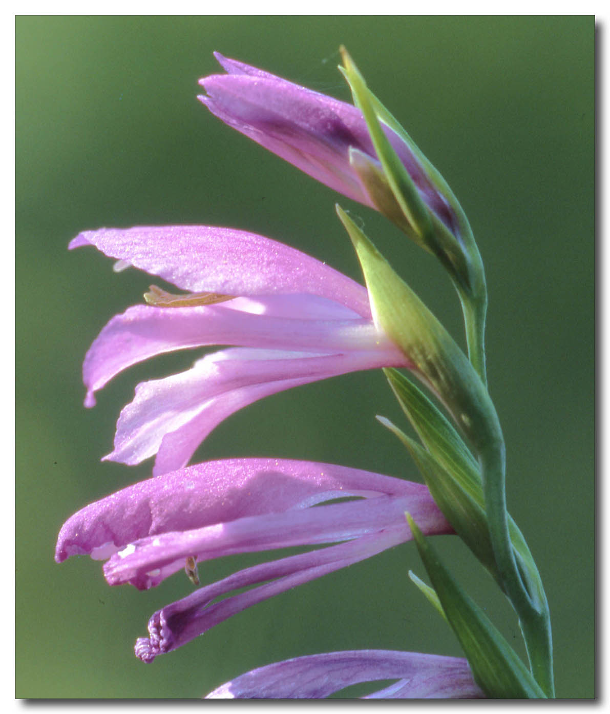 Gladiolus imbricatus / Gladiolo piemontese