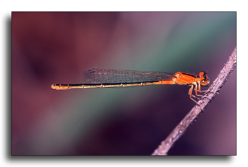 Ischnura pumilio (f. aurantiaca)