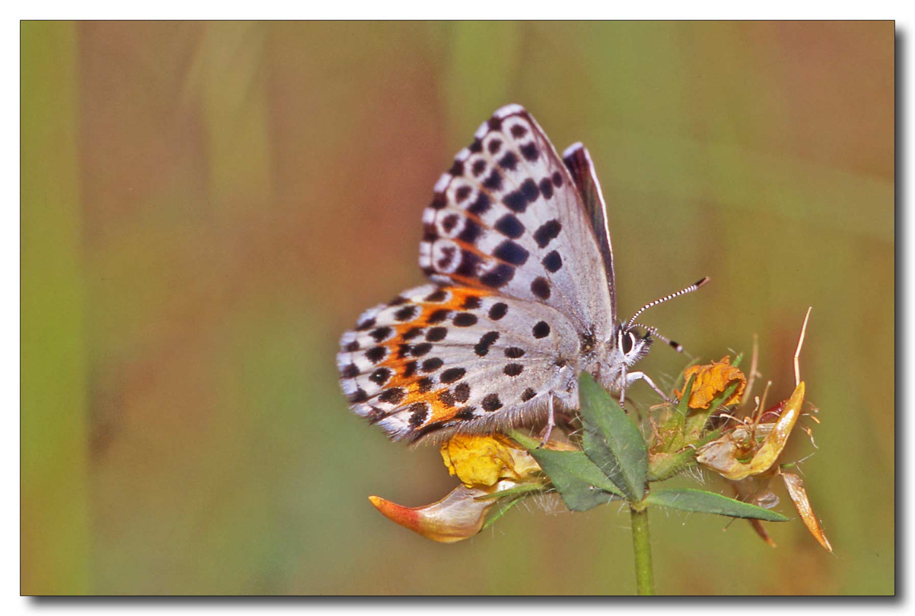 Scolitantides orion