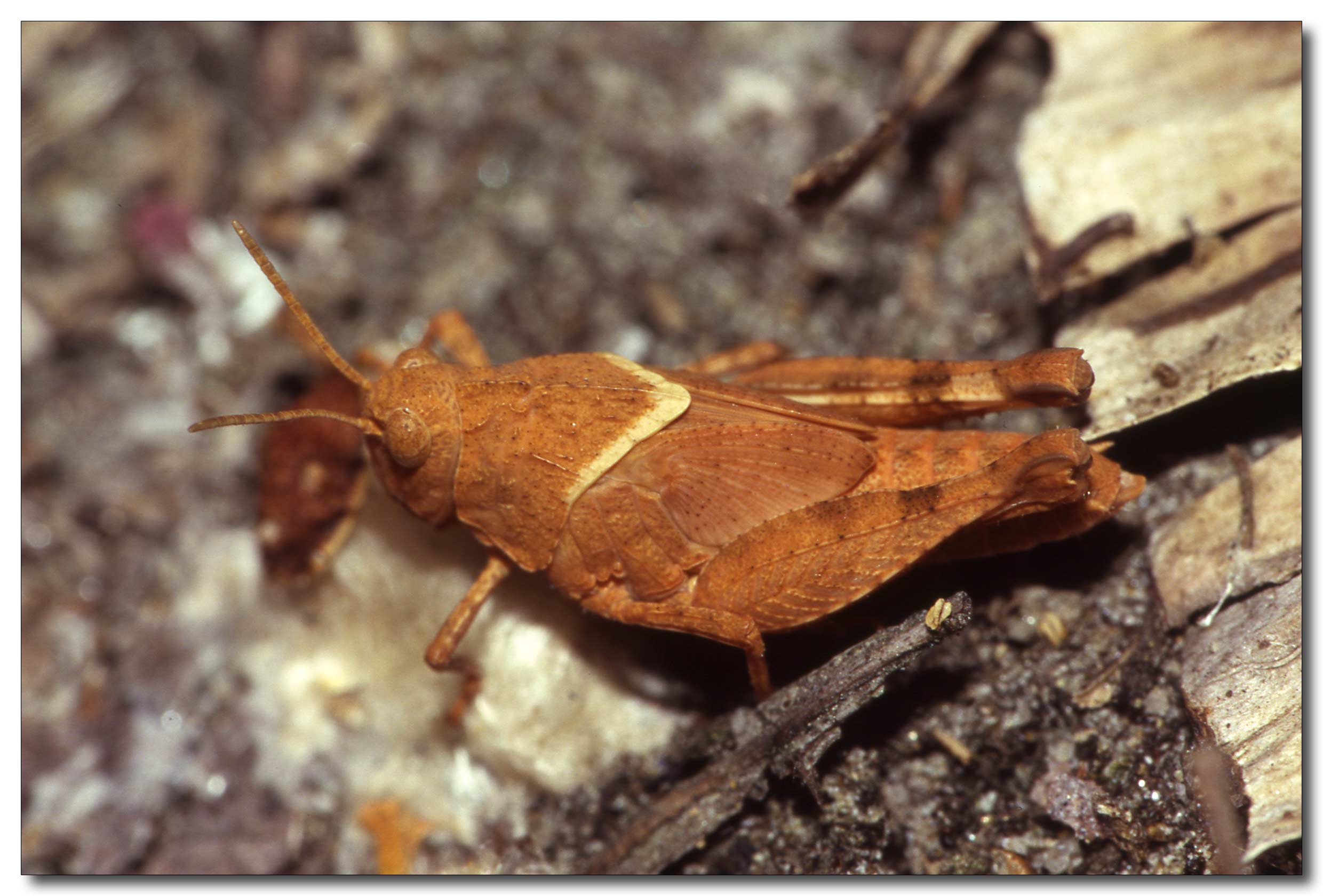 Oedipoda sp.