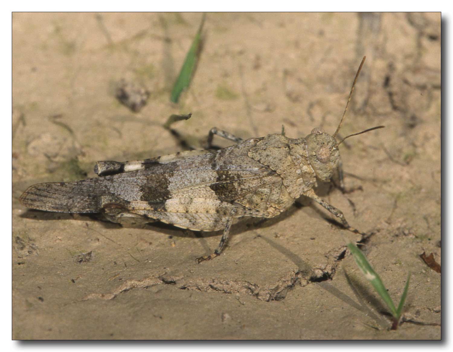 Oedipoda sp.