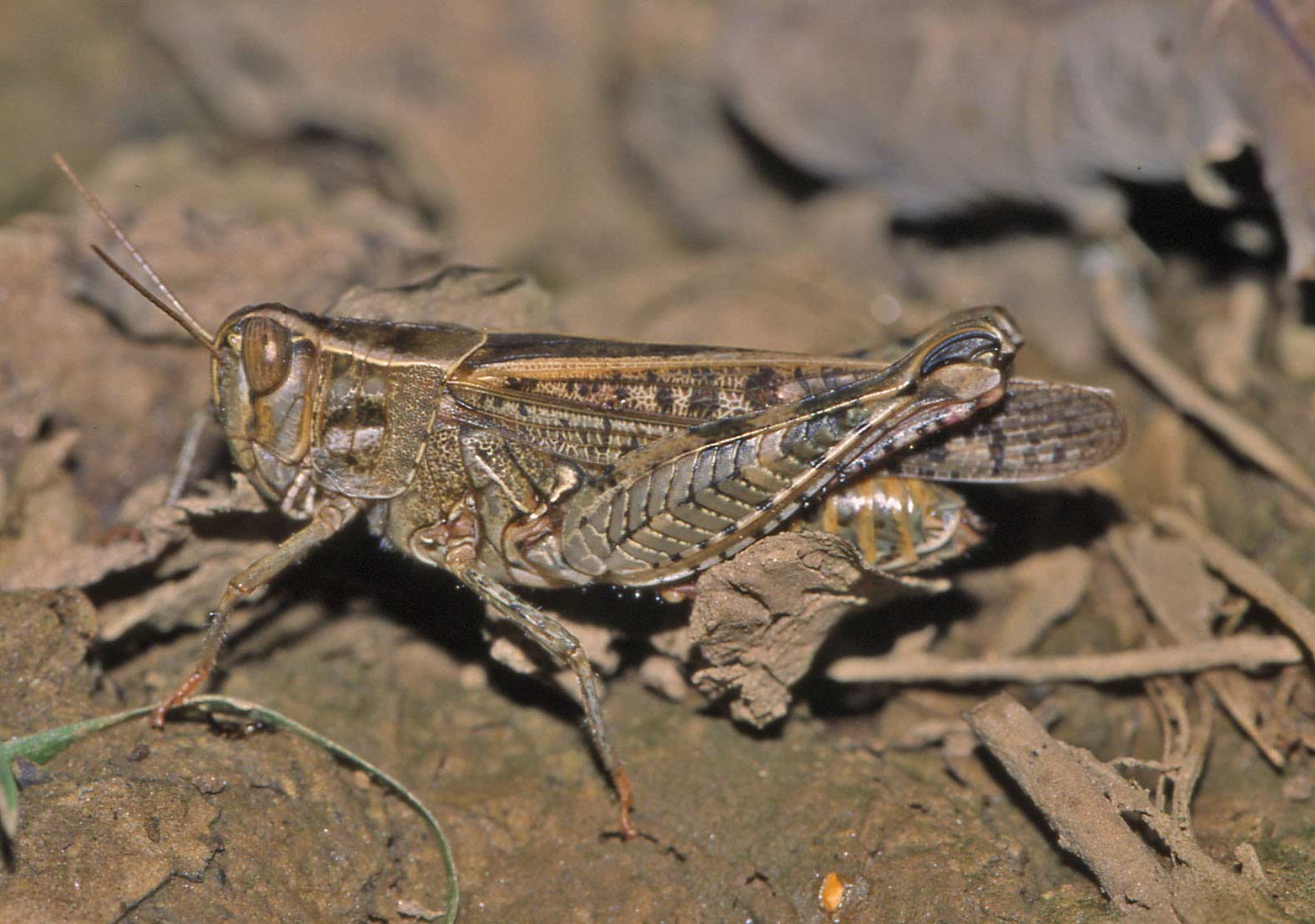 ortotteri da determinare4 - Calliptamus sp.