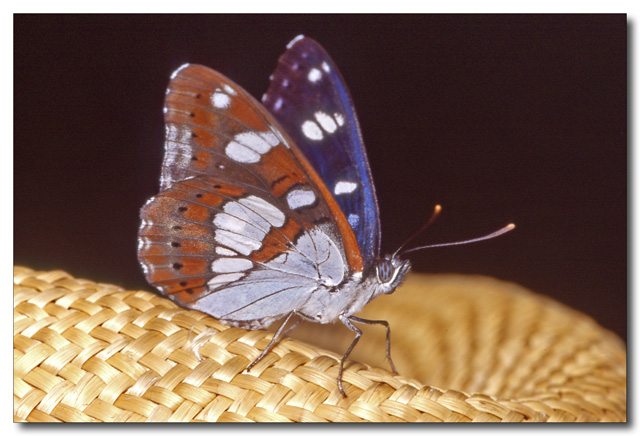 Limenitis reducta...impagliata