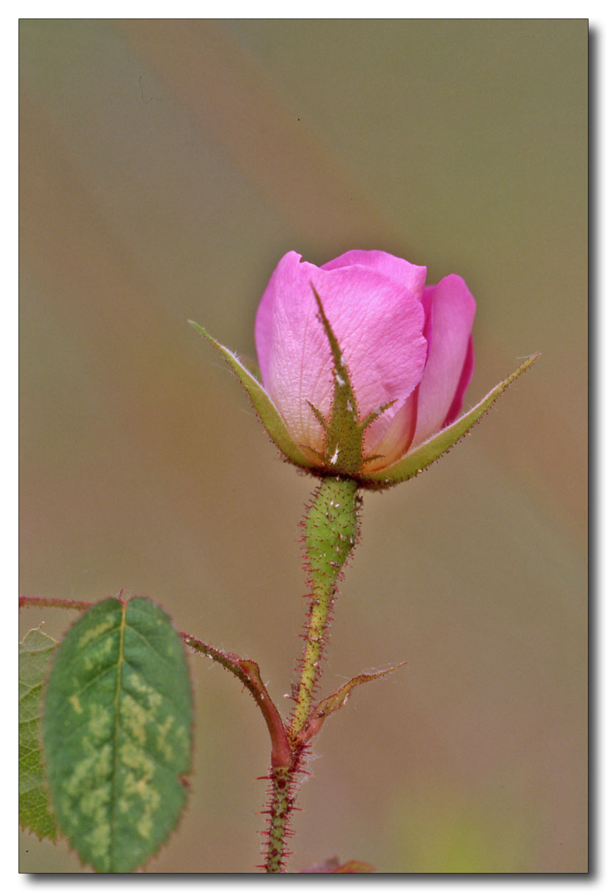 rose selvatiche