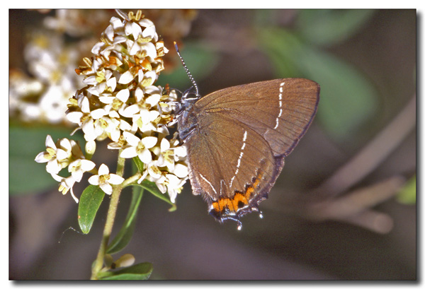 Satyrium w-album