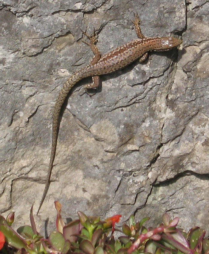 Podarcis muralis