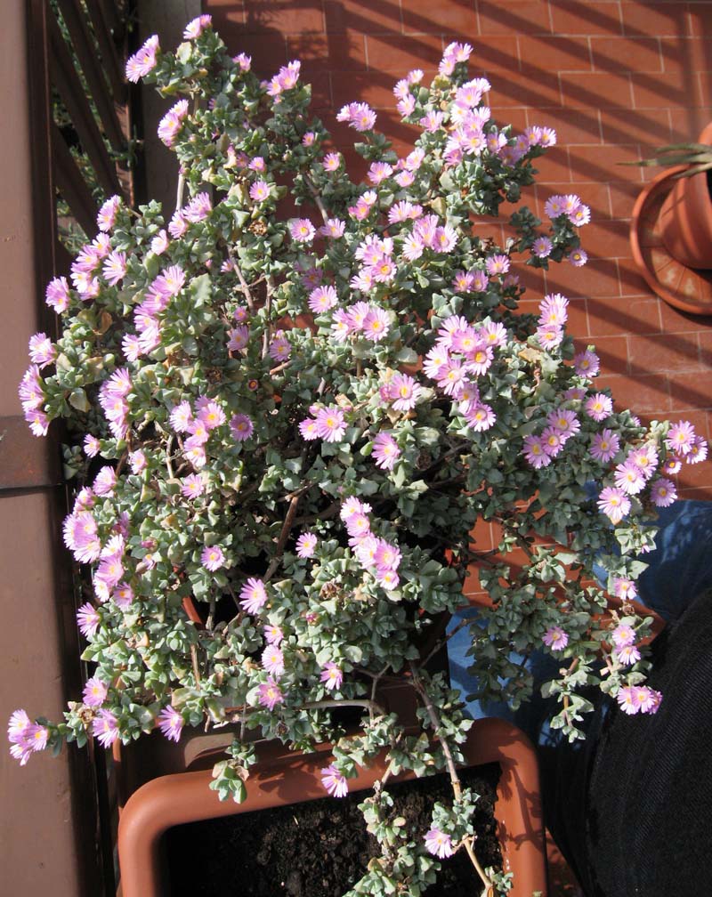 Oscularia deltoides (pianta coltivata)