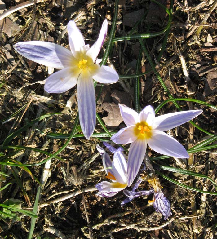 Crocus biflorus / Zafferano selvatico