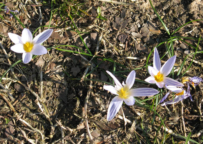 Crocus biflorus / Zafferano selvatico
