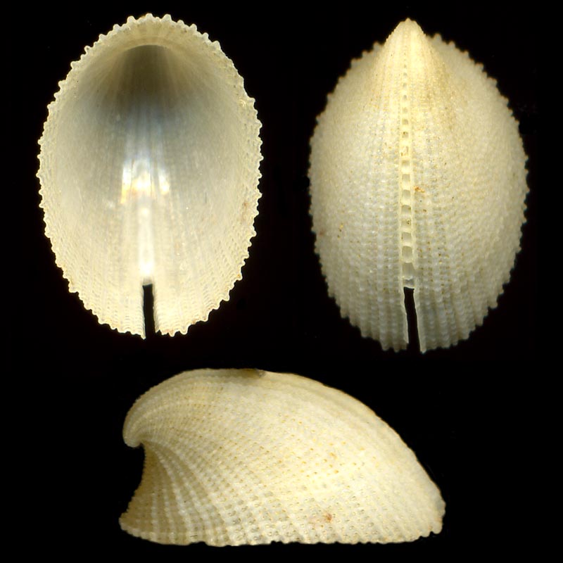 Emarginula adriatica