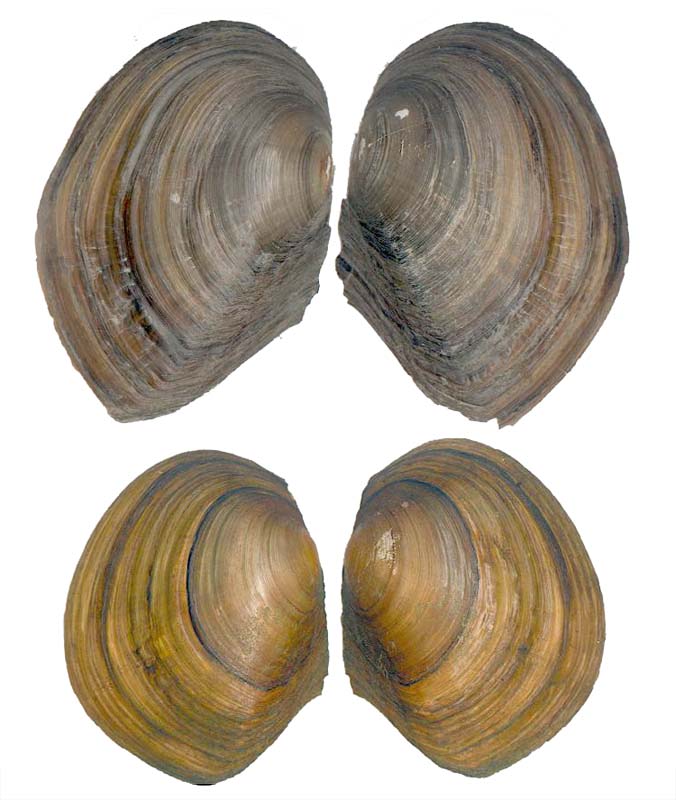 Anodonta (Sinanodonta) woodiana