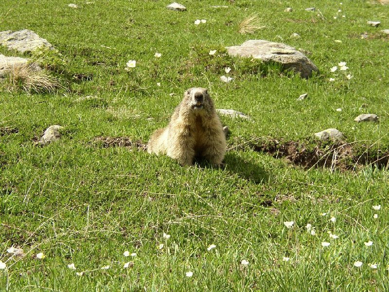 Marmotte, marmotte e ancora marmotte !!!