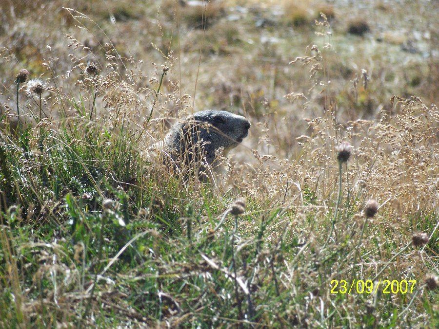 Marmotte, marmotte e ancora marmotte !!!