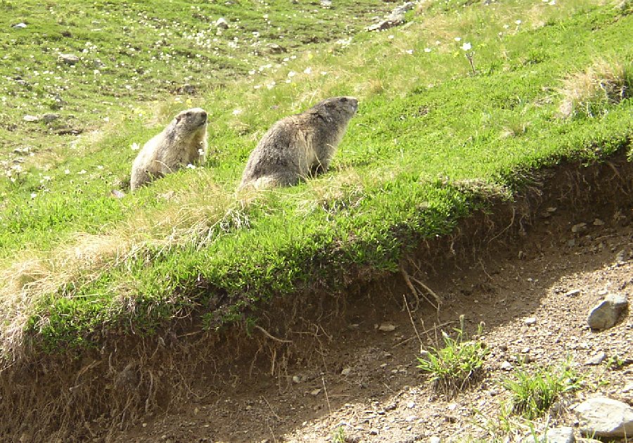 Marmotte, marmotte e ancora marmotte !!!